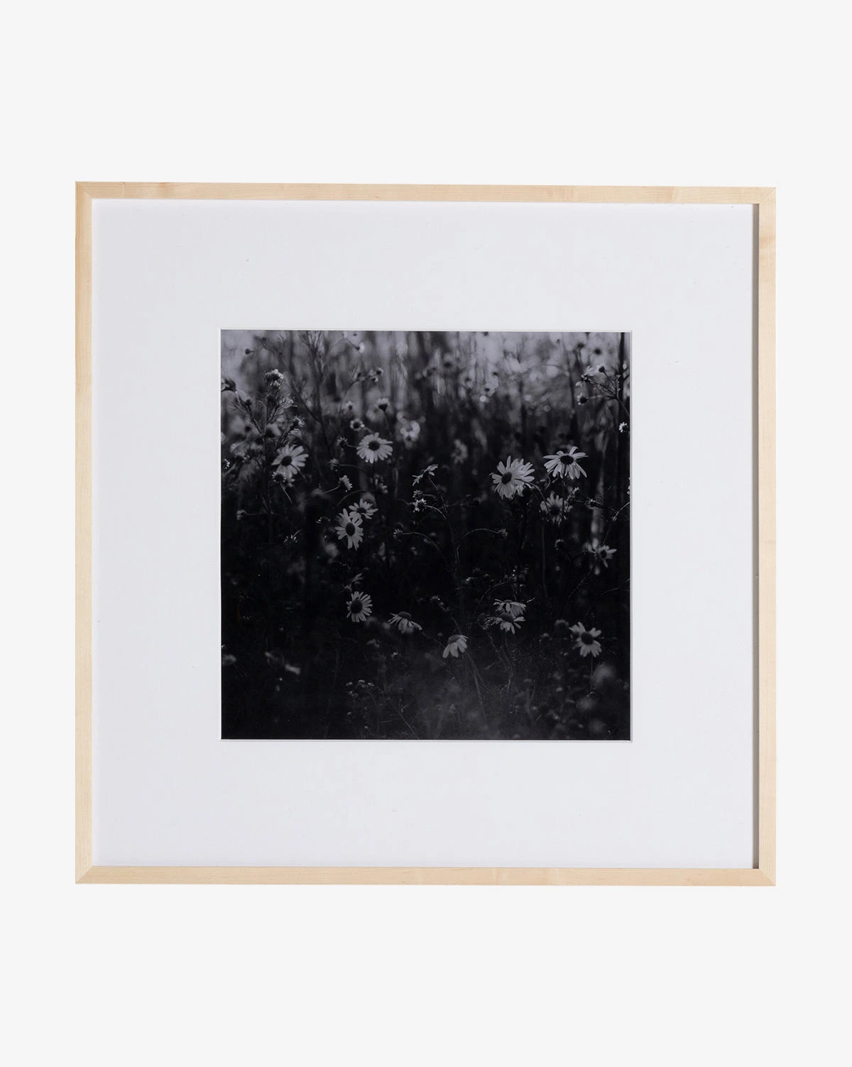 Film Of Florals 1 Film Of Florals