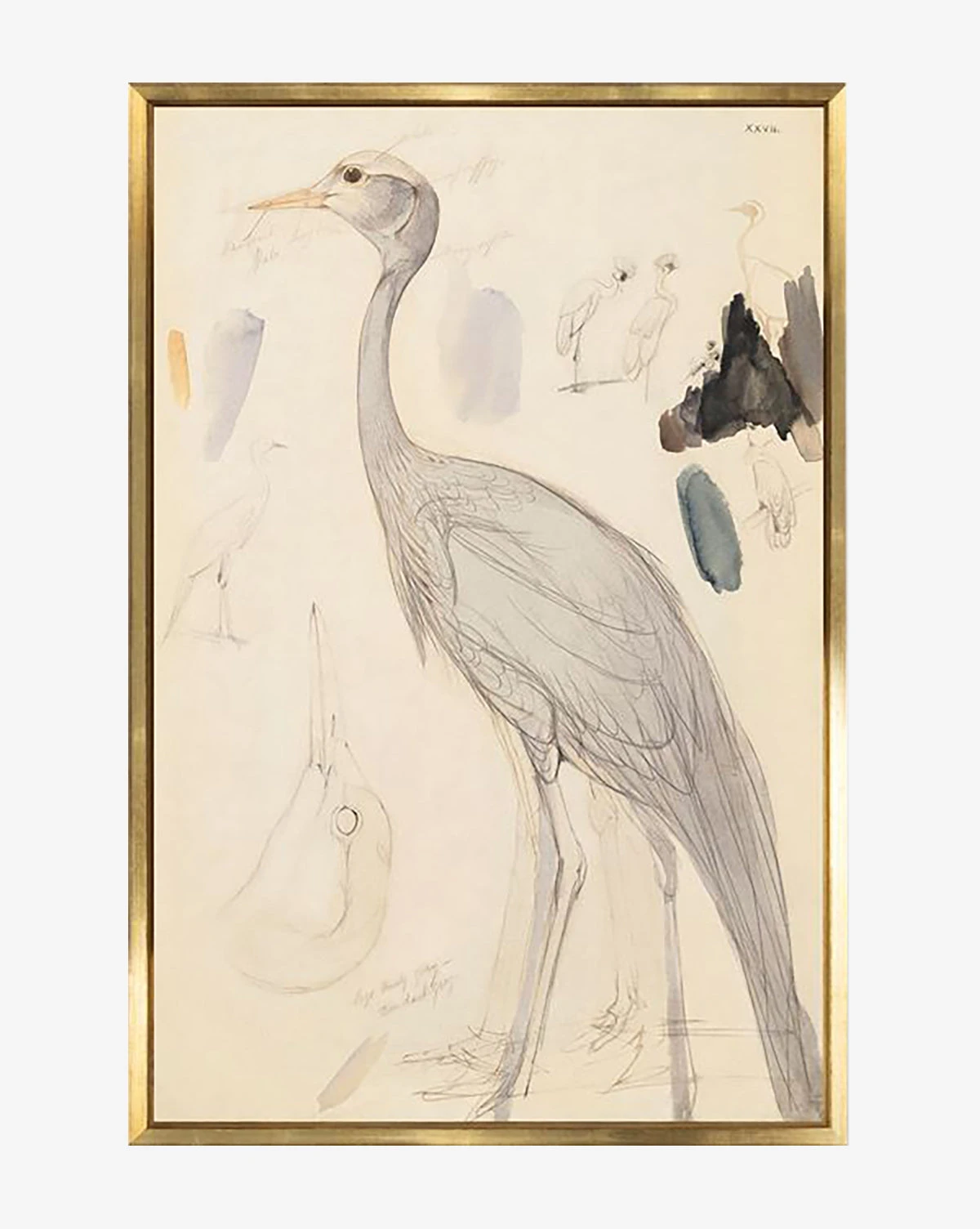 Standing Crane 1 Standing Crane